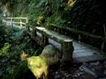 鶴仙渓（山中温泉）紅葉 こおろぎ橋、あやとり橋、黒谷橋、芭蕉堂 他
