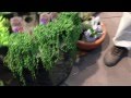 多肉植物 グリーンネックレスの紹介
