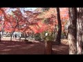 【HD】 長瀞の紅葉 （埼玉県立自然の博物館と月の石もみじ公園） 「Colored leaves of Nagatoro」