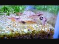 エサの奪い合い チェリーレッドシュリンプ