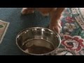 ミニチュアダックス★リン