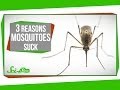 3 Reasons Mosquitoes Suck