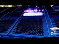 シェリル・ノーム - ノーザンクロス (PSH x MF Superlive)