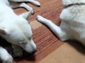8月19日北海道犬の母娘・お仕事中！.AVI