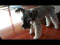 てんかん発作後の状態