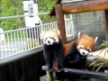 パクパクタイム　釧路動物園　レッサーパンダ