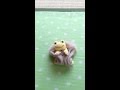 ピクルス  