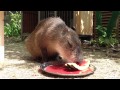 カピバラ　ペット　名前は「うるめ」　個人飼育中　4　「1ヶ月記念日」　編 Pet Capybara in Japan