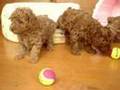 トイプードルの子犬３