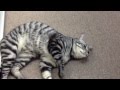 会議室で甘える猫 - 猫のいるWEBデザイン会社（名古屋 アライブ株式会社）