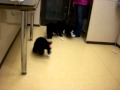 ミニチュアプードル　子犬