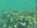 福岡・志賀島ダイビング　7月の水中映像