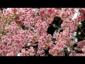 7D アウトドア 山竹田地区「しだれ桜」20110503.wmv