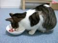 苺を食べる猫