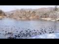 滋賀　米原　三島池　伊吹山とマガモたち　20140119
