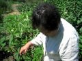 無農薬で野菜を育てるおばあちゃんの害虫駆除の知恵