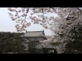 福島県　二本松城と桜