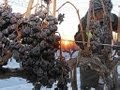 寒さが育てる極上 池田でアイスワイン原料収穫（2011/12/17）北海道新聞