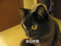 しゃべるねこ、しおちゃんの【ちょびと会う】
