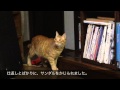 【ねこ】ネコダイエット日記 2がつ25にち【ぬこぬこ動画】