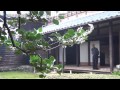 平家ゆかりの寺でヒイラギ見ごろ 越前市の城福寺