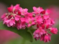 2010矢ばなの里の赤そば総集編