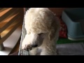 ミディアムプードルの赤ちゃん～ﾌﾞﾘｰﾀﾞｰﾗﾝﾄﾞ掲載中～