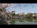愛知県　鶴舞公園の桜