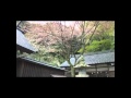 敦賀、金崎宮 ありがたやパワースポット集