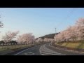 桜の並木道