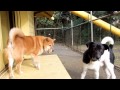 あごが外れたって離さない！柴犬寅っちshibainu