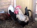 ニワトリの長すぎるロングトーンｗ コッケコッコオオオオ big long voice