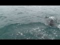 天草イルカウォッチング (Amakusa Dolphin Watching) - 海豚暢泳