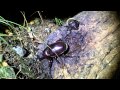 カブトムシの餌場の争い