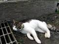 かご猫　ちびの鳴き声