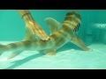 タッチングプール　越前松島水族館
