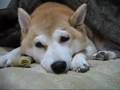 コタツ犬