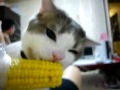 【ペット格闘対決動画!!】猫さま VS とうもろこし☆　cat vs field corn