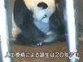 パンダのタンタン初出産（神戸市王子動物園） Baby panda is born(Kobe Oji Zoo)
