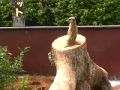 宮崎市フェニックス自然動物園 ミーアキャット