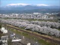 来てけさいん!大河原町の一目千本桜!!