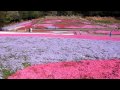 美の山公園　芝桜.MOV