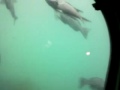 玄海海中展望塔。