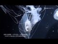体感！3D図鑑 クラゲ３D加茂水族館編