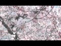 【桜】2012年4月24日 石巻市日和山