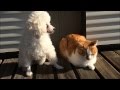 連休明け、みんな出勤後まったり！ココとみーや。