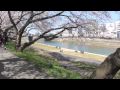 足羽川堤防の桜