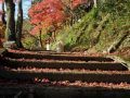 花筐公園もみじまつり