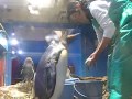 南知多ビーチランド　キングペンギン間もなく換羽