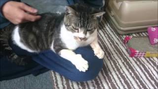 キジトラ猫リキちゃんをナデナデしてみよう～☆悶えたり、変顔になったり忙しい猫☆【リキちゃんねる　猫動画】Cute cat